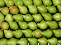 Pera Blanquilla 1/2  kg